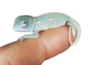 Reptile_finger