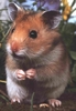 hamster2