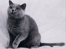 russian_blue_cat_wallpaper-1024x768