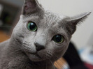 russian-blue-cat-breed-thumb-autox477-10174