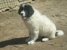 MOLDA