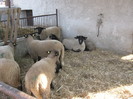 meine suffolk schafe in ro