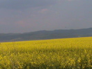DSC02817