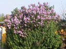 DSC02830