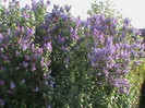 DSC02831