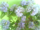 DSC04986