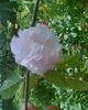 Picture 038