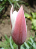 Tulipa Peppermint Stick (2011, April 25)