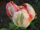 Tulipa Apricot Parrot (2011, April 24)