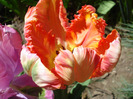 Tulipa Apricot Parrot (2011, April 25)