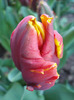 Tulipa Bright Parrot (2011, April 24)