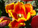 Tulipa Bright Parrot (2011, April 25)