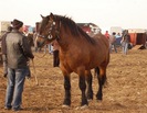 Obraz 240