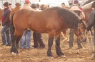 Obraz 262