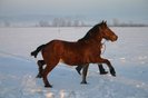 skaryszew_2010 (3)