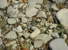 25 aprilie 2011 047