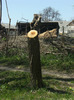 25 aprilie 2011 075