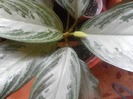 SAM_0939