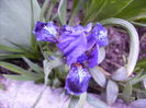 iris pitic