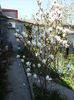 magnolia grandiflora  2