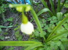 floare de ghiocel de vara