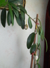 ..batrânul ficus