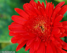 DSC_0504-red-flower