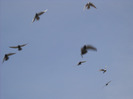DSCN0091