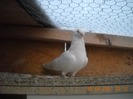 femela 17.04.2011
