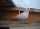 femela 17.04.2011