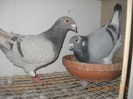 femela 17.04.2011