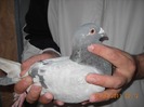femela 17.04.2011