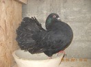 mascul 14.03.2011