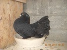 mascul 14.03.2011
