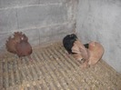 mascul 14.03.2011