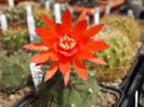 DSCF7486