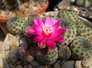 Sulcorebutia rauschii