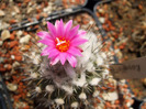 Turbinicarpus viereckii