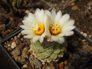 Strombocactus disciformis