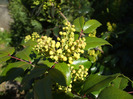 DSCF7437
