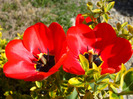 DSCF7475