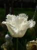 23 aprilie 2011