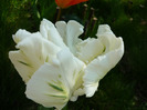 23 aprilie 2011