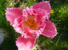 23 aprilie 2011
