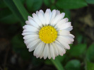 Bellis perennis (2011, April 25)