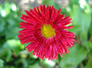 Bellis perennis (2011, April 25)