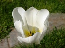 P4236838