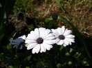 P4236840