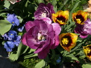 P4236845
