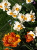 P4236849